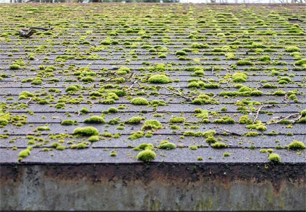 Why Kitsap’s Climate Is Perfect for Moss Growth