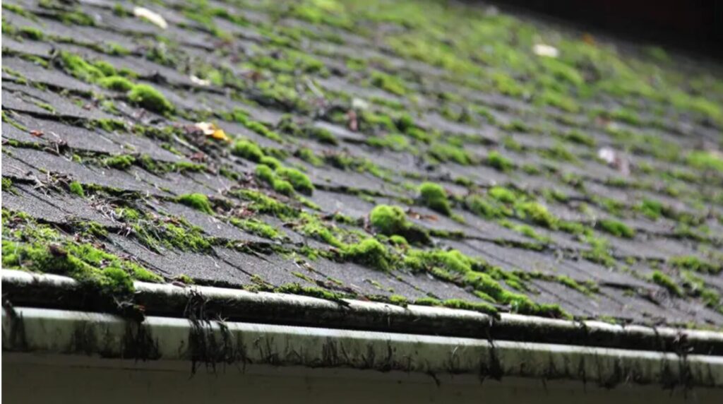 Roof moss removal in Kitsap County – PNW Moss Removal