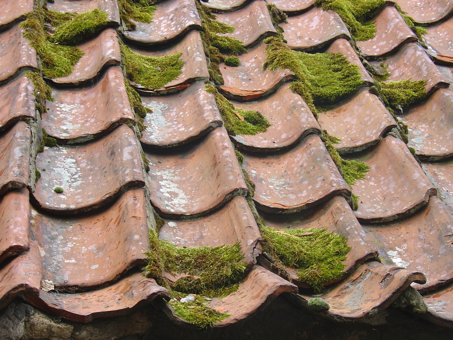 The Importance of Roof Moss Removal in Puget Sound