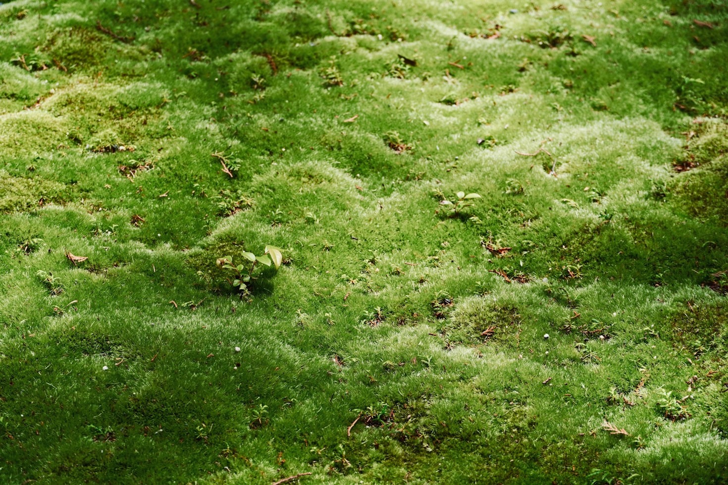 How Eco-Friendly Cleaning Benefits Your Home and Environment