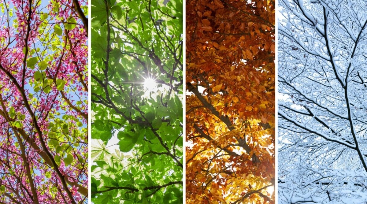 all 4 season for moss removal and roof cleaning